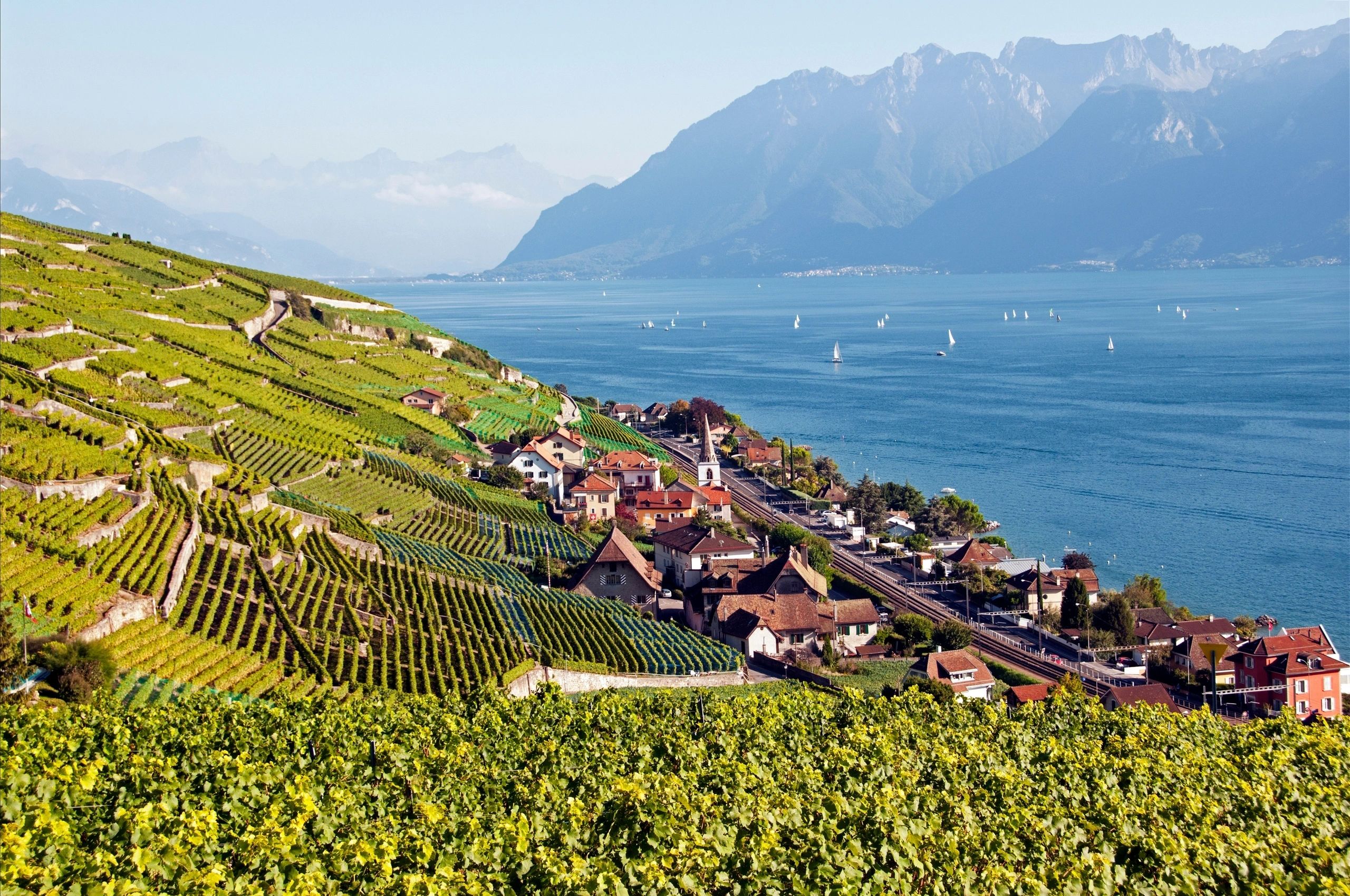 Lavaux vineyards