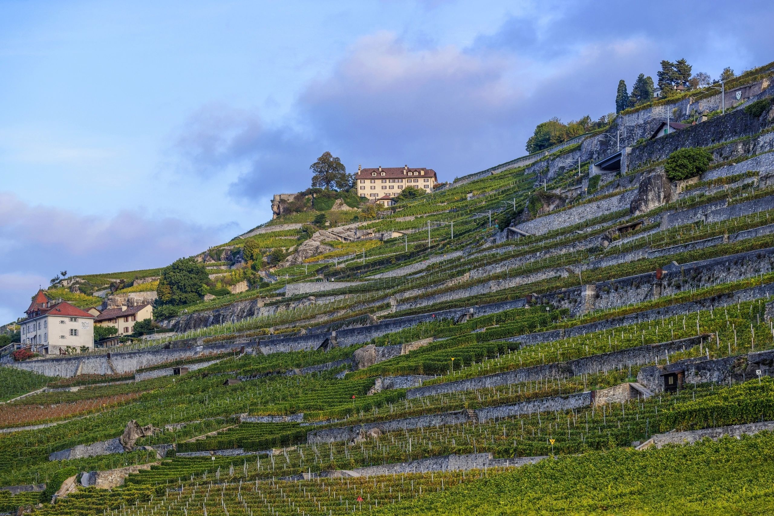 Terraced vineyards