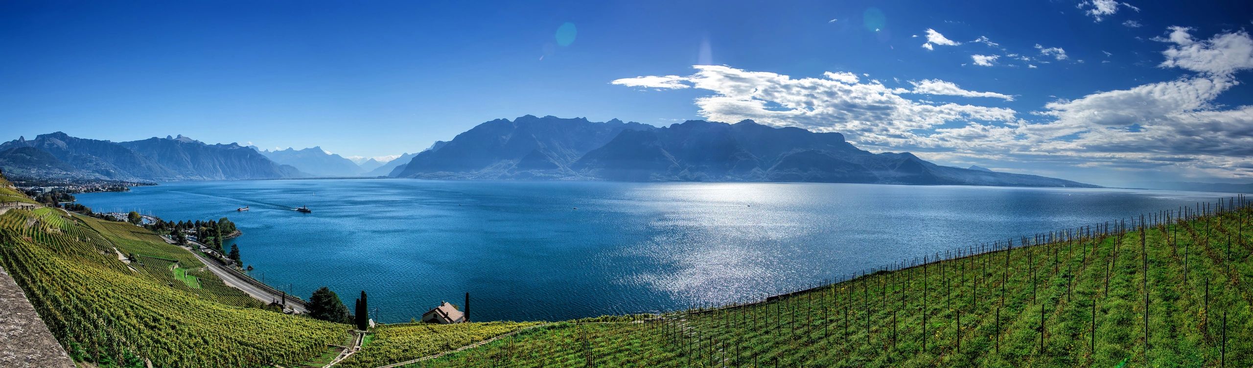 Vineyard panorama